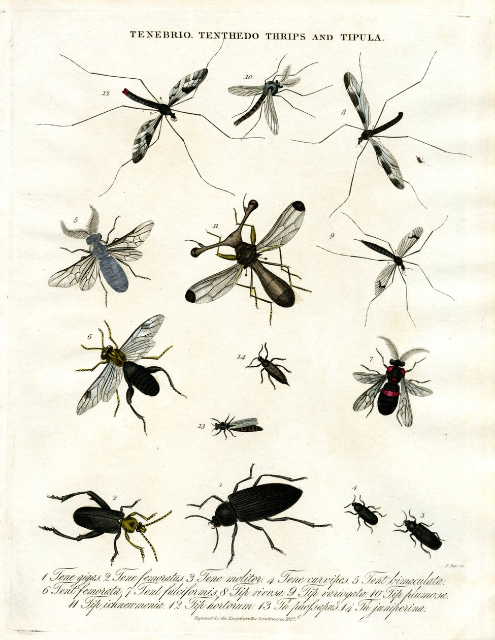 Tenebrio;Tenthedo;Thrips och Tipula - Insektsmångfald av John Pass