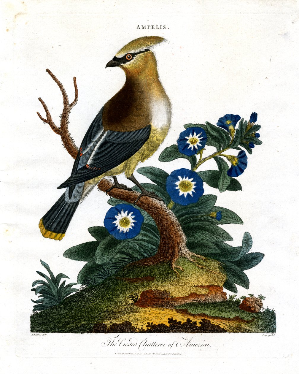 Den Crested Chatterer av Amerika av John Pass