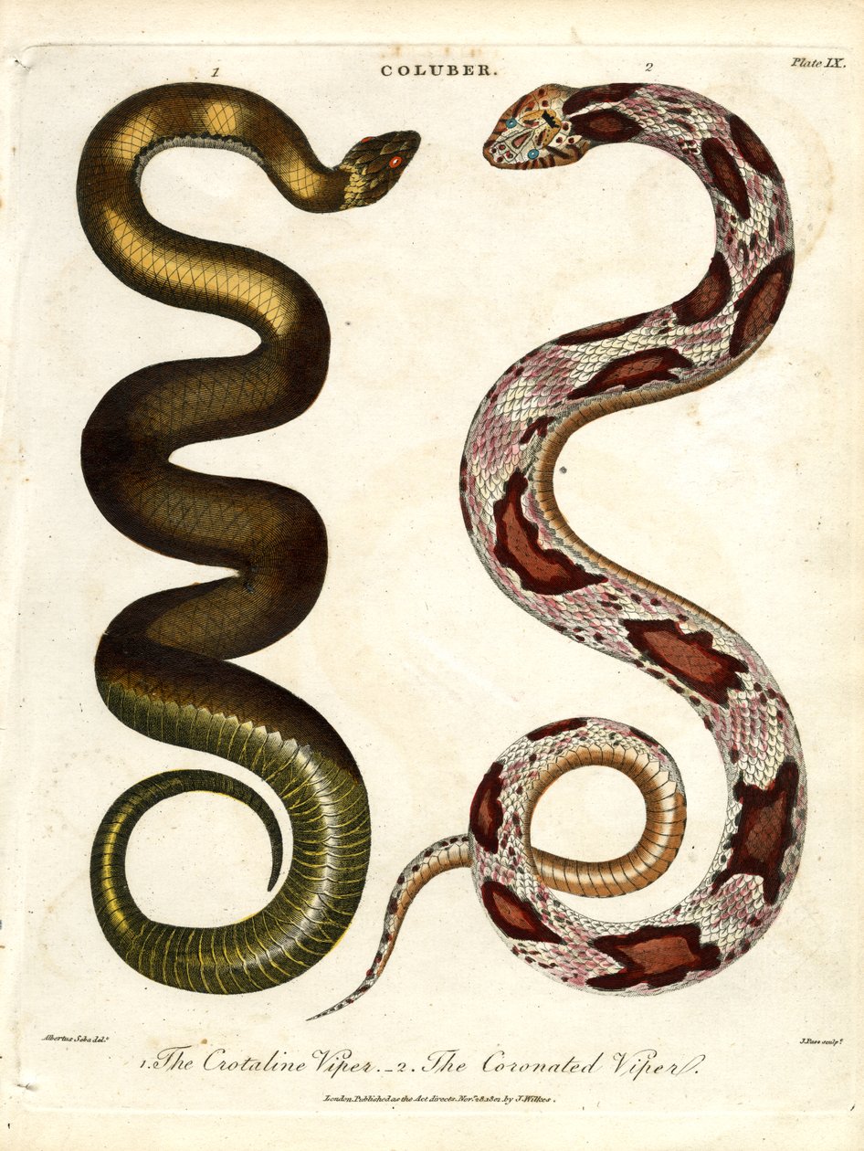 The Crotaline Viper och The Coronated Viper av John Pass