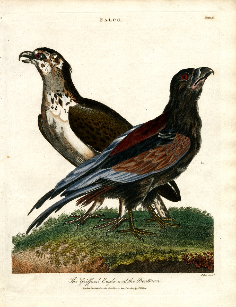Griffardörnen och båtmannen av John Pass