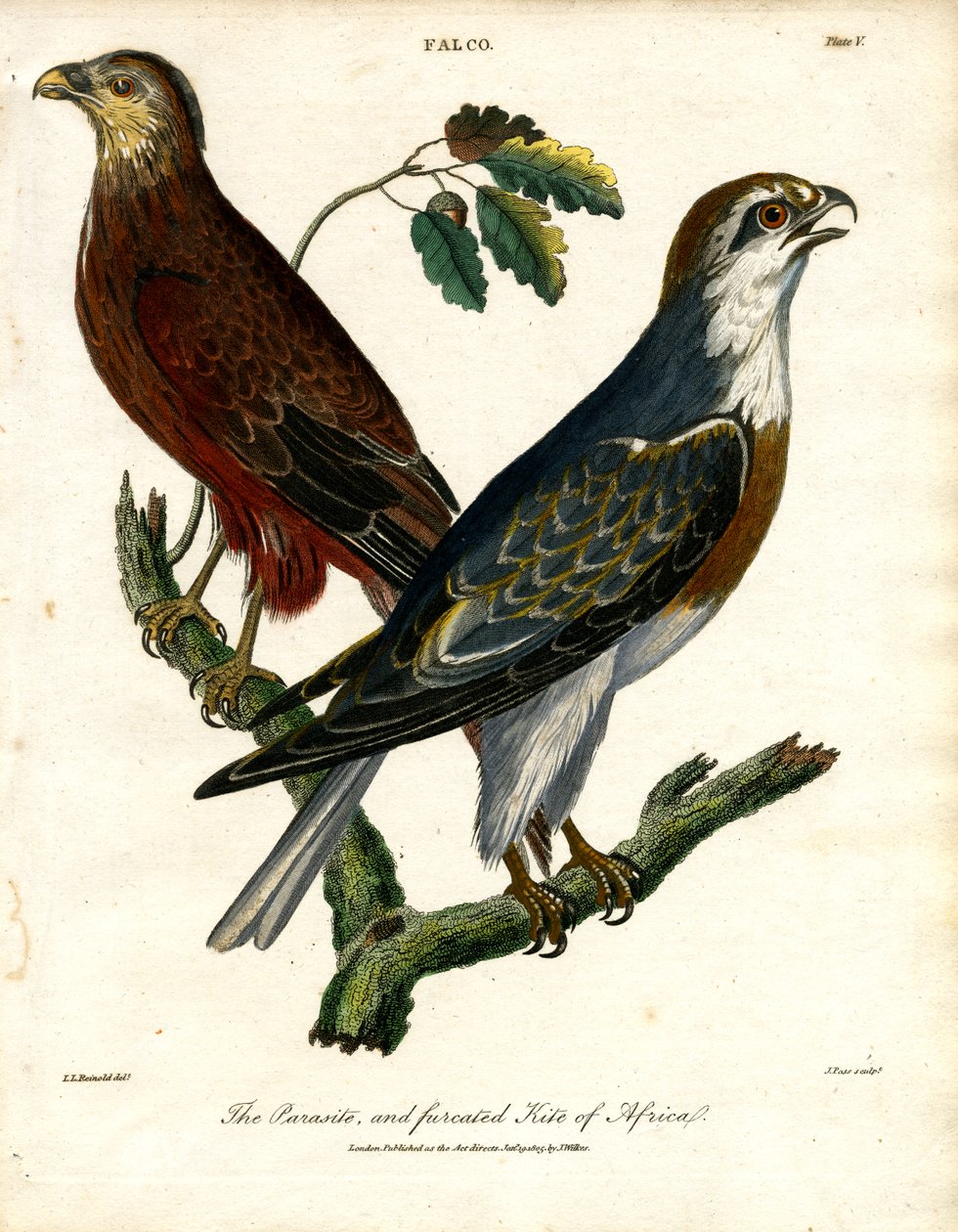 Afrikas parasit och furcated kite av John Pass