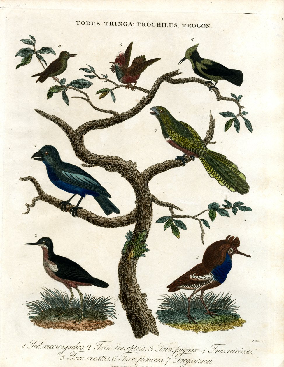 Todus;Tringa;Trochilus och Trogon av John Pass