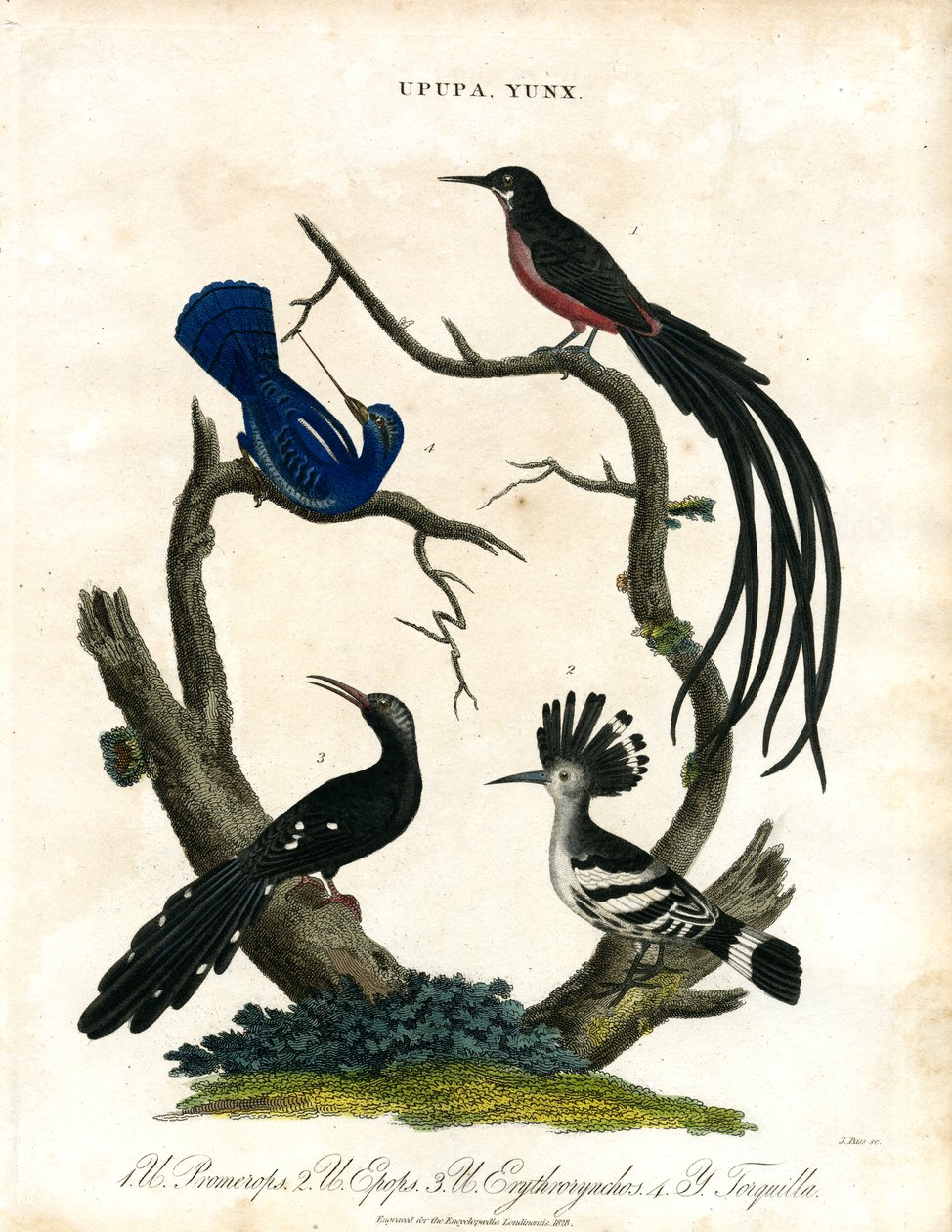 Upupa och Yunx (Hoopoe och Wryneck) av John Pass
