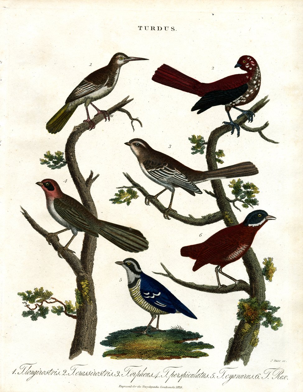 Olika arter av trastar (Turdus) av John Pass