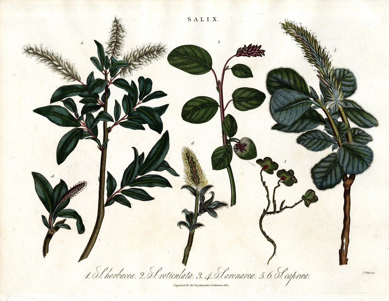 Olika arter av vide (Salix) av John Pass