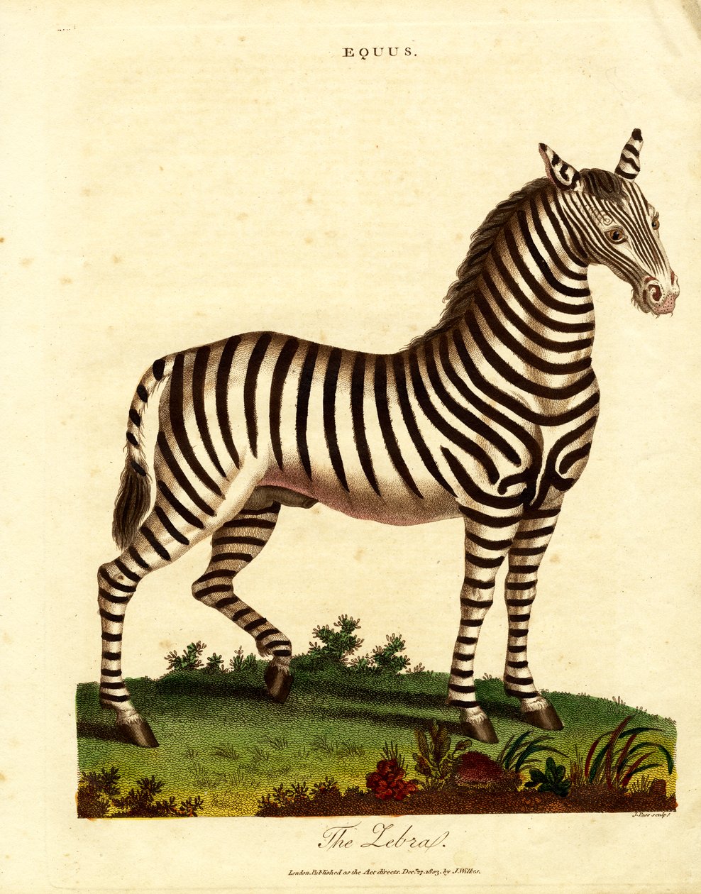 Zebra (Equus) av John Pass
