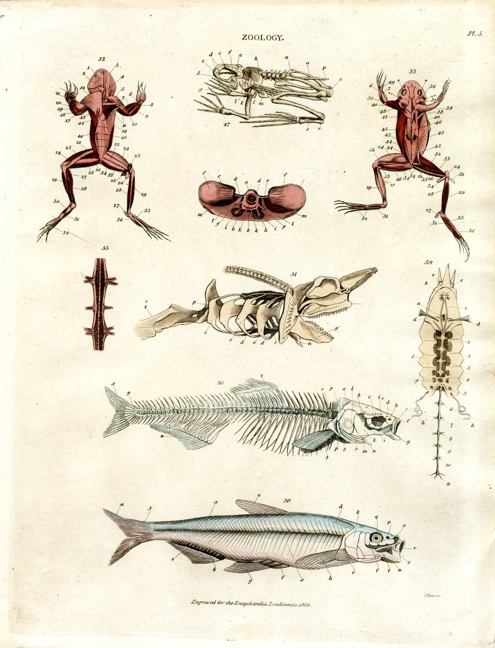 Zoologiska anatomiska illustrationer (plansch 5) av John Pass