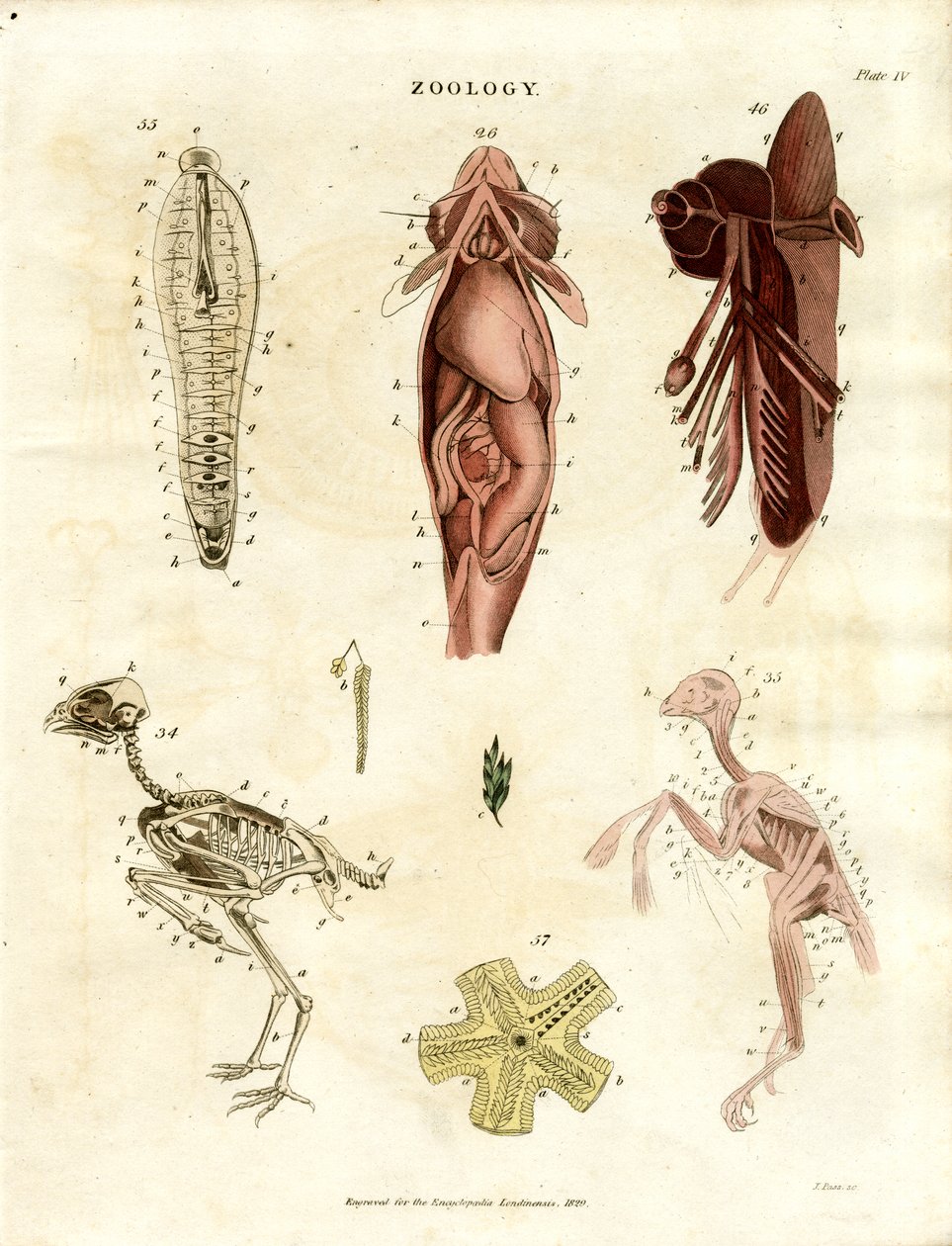 Zoologiska anatomiska illustrationer (plansch XV) av John Pass