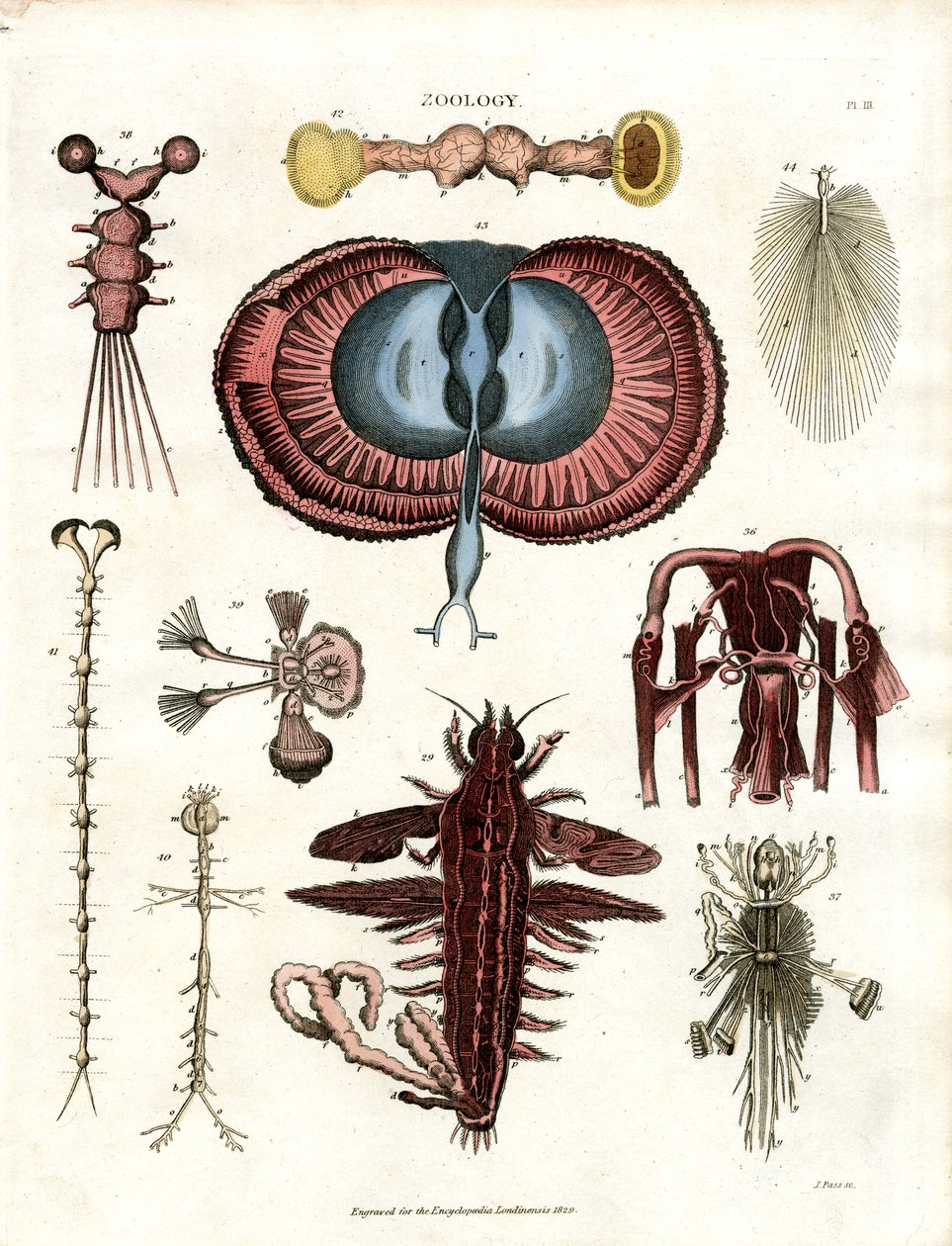 Zoologi Pl. III: Anatomiska illustrationer av olika ryggradslösa djur av John Pass
