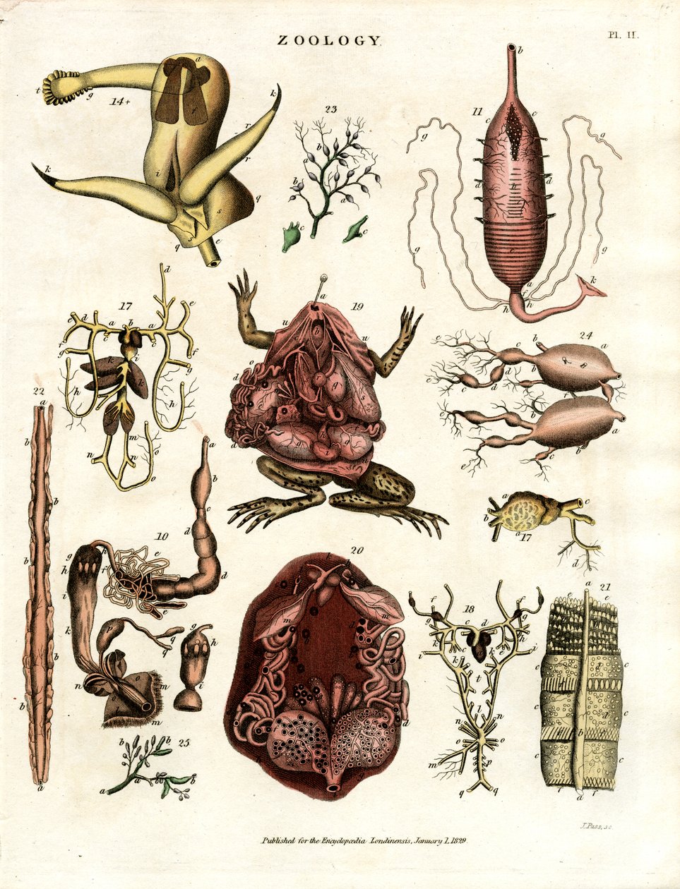 Zoologi Pl. II: Anatomiska illustrationer av olika djur och organ av John Pass