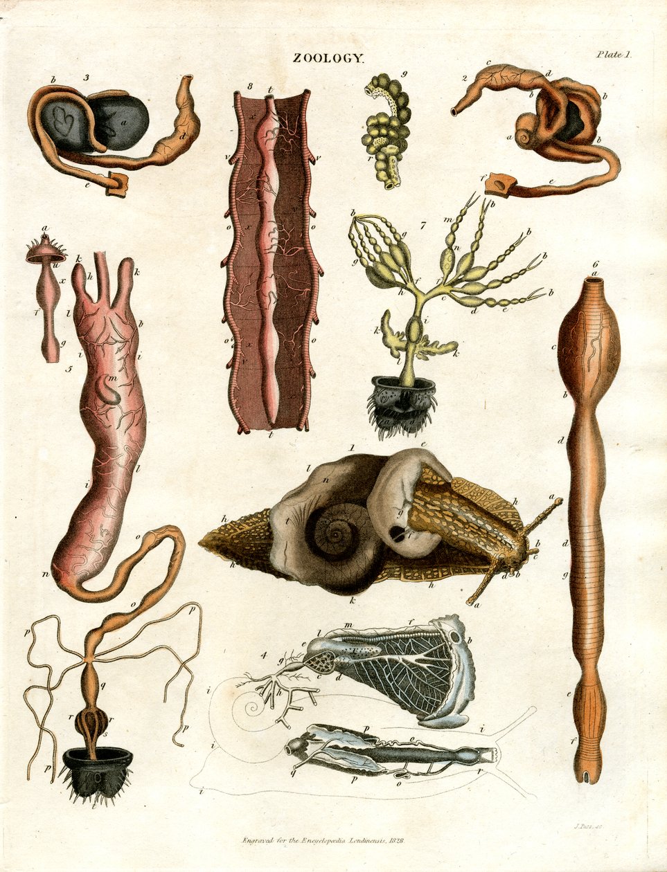 Zoologi Plansch I: Anatomiska illustrationer av olika djur av John Pass