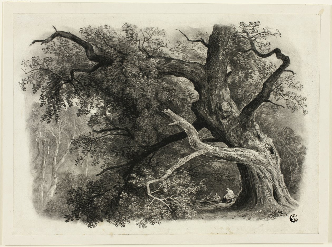 Gammalt träd i Billah - Sherwoodskogen av John Rawson Walker