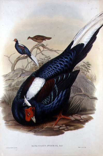 Euplocomus Swinhoii, graverad av Walter & Cohn, London, pub. mellan 1850-83 (handfärgad litho) av John and Richter Henry Constantine (after) Gould