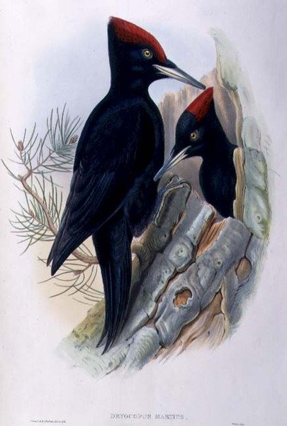 Svart hackspett (Dryocopus Martius) (handkolorerad litografi) av John and Richter Henry Constantine (after) Gould