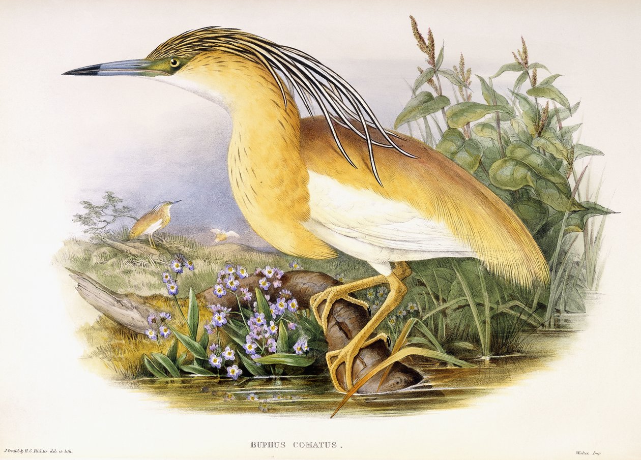 Buphus Comatus, c.1862-3 (handfärgad litografisk plåt) av John and Richter Henry Constantine Gould