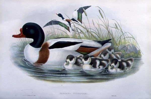 Sheldrake (Tadorna Vulpanser) (handfärgad litho) av John and Richter Henry Constantine (after) Gould