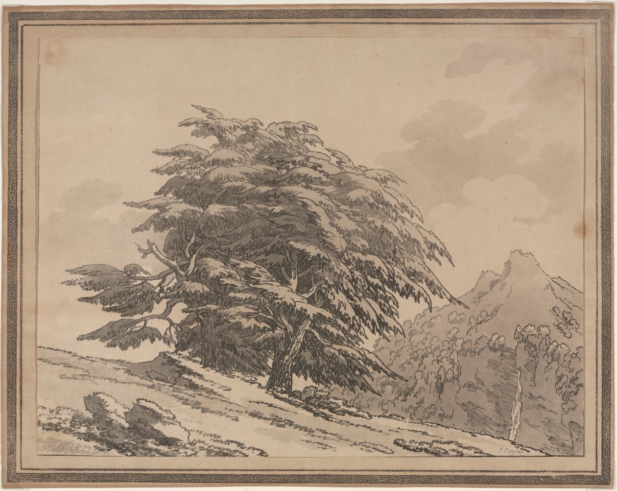 Avgränsningar av den allmänna karaktärens förgreningar och lövverk av skogsträd: Cedar, 1789. av John Robert Cozens