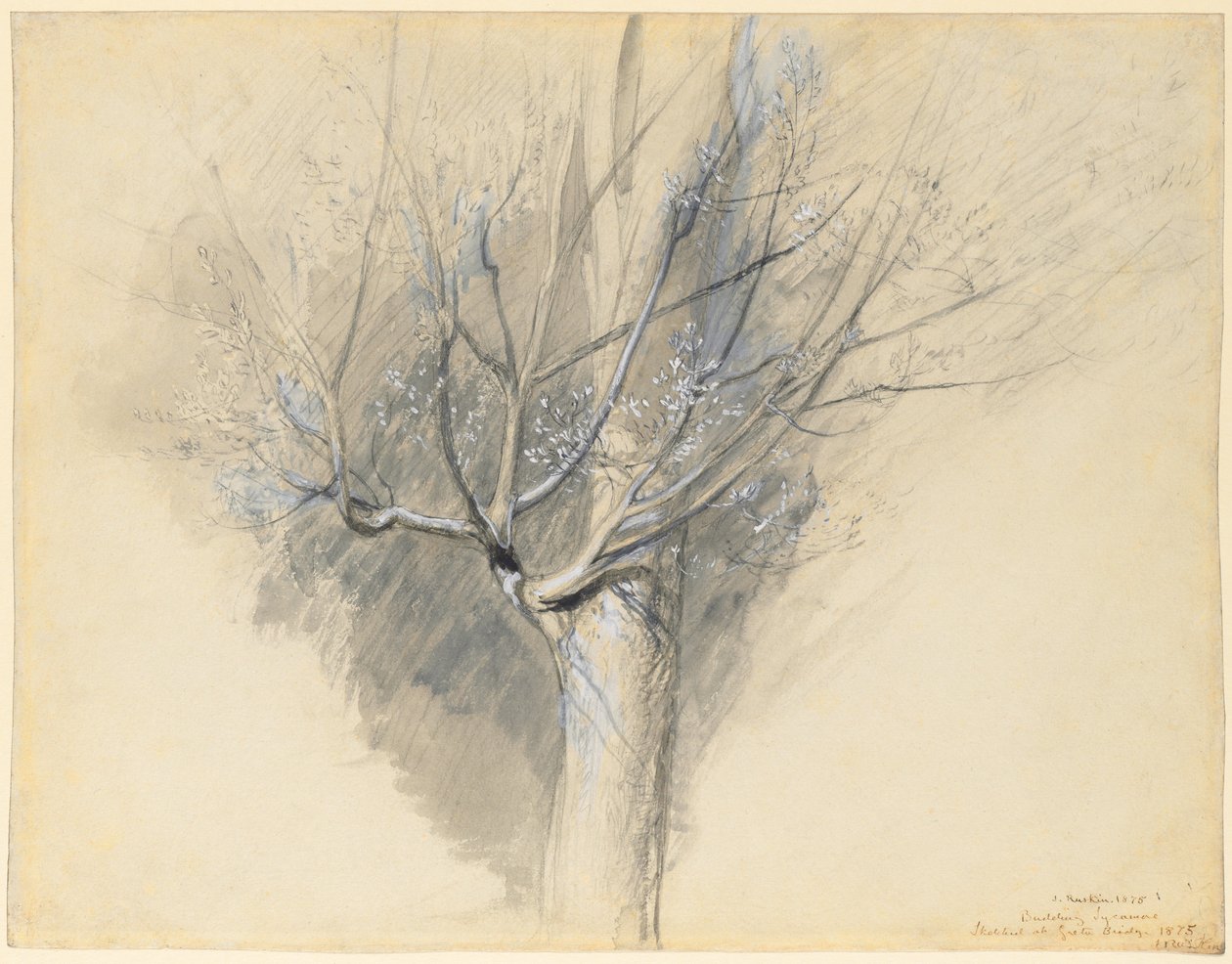 Spirande sykomorlönn av John Ruskin