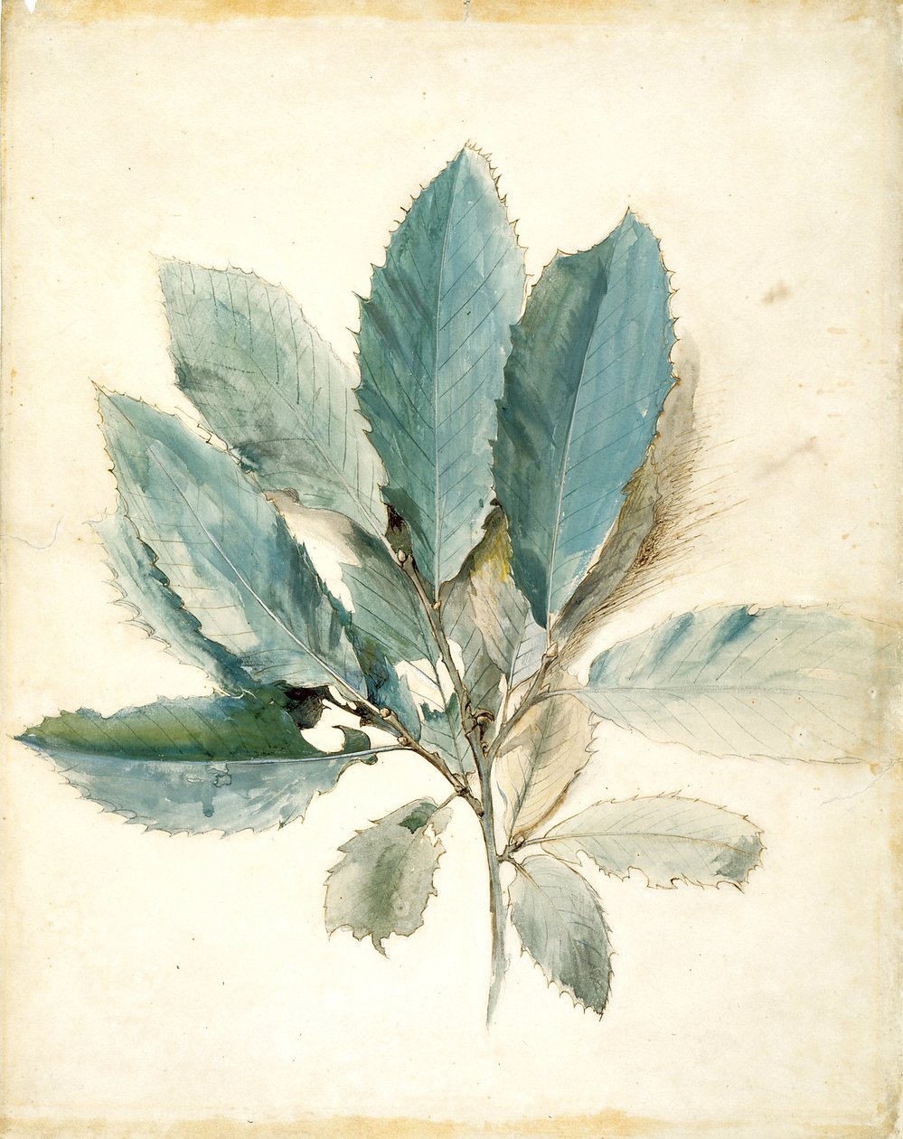 Kastanjeblad (penna, bläck och akvarell på vitt papper) av John Ruskin
