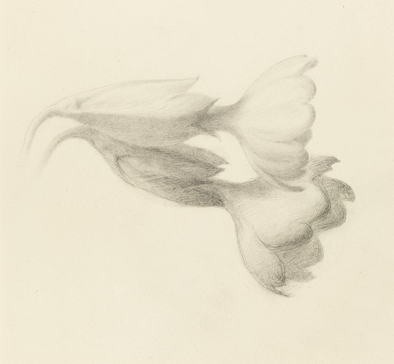 Cowslip Bells, troligen 1871 (grafit på vävt papper) av John Ruskin