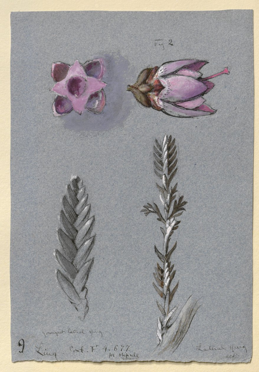 Fyra studier av Ling, troligen 14 september 1869 av John Ruskin