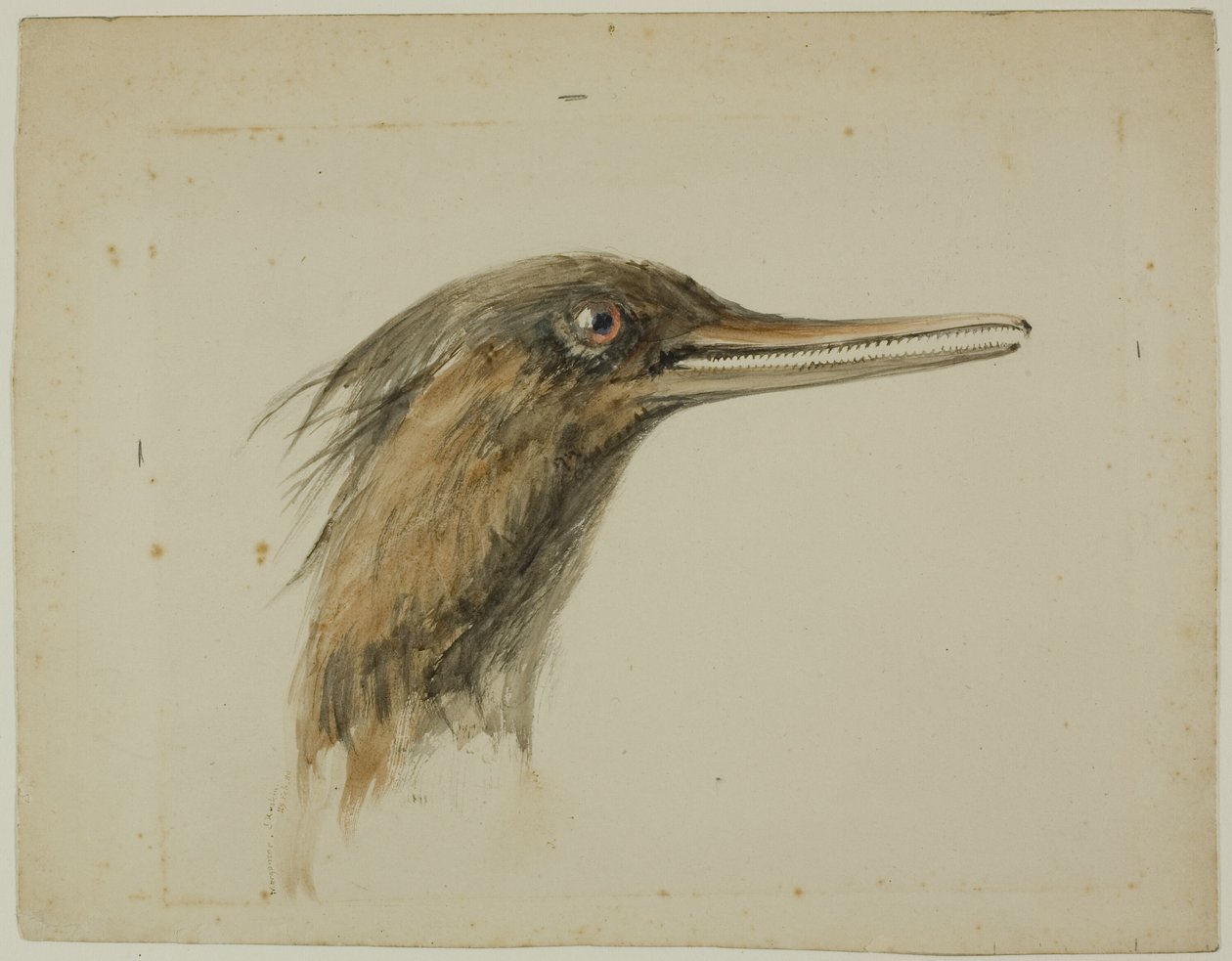 Skrake av John Ruskin