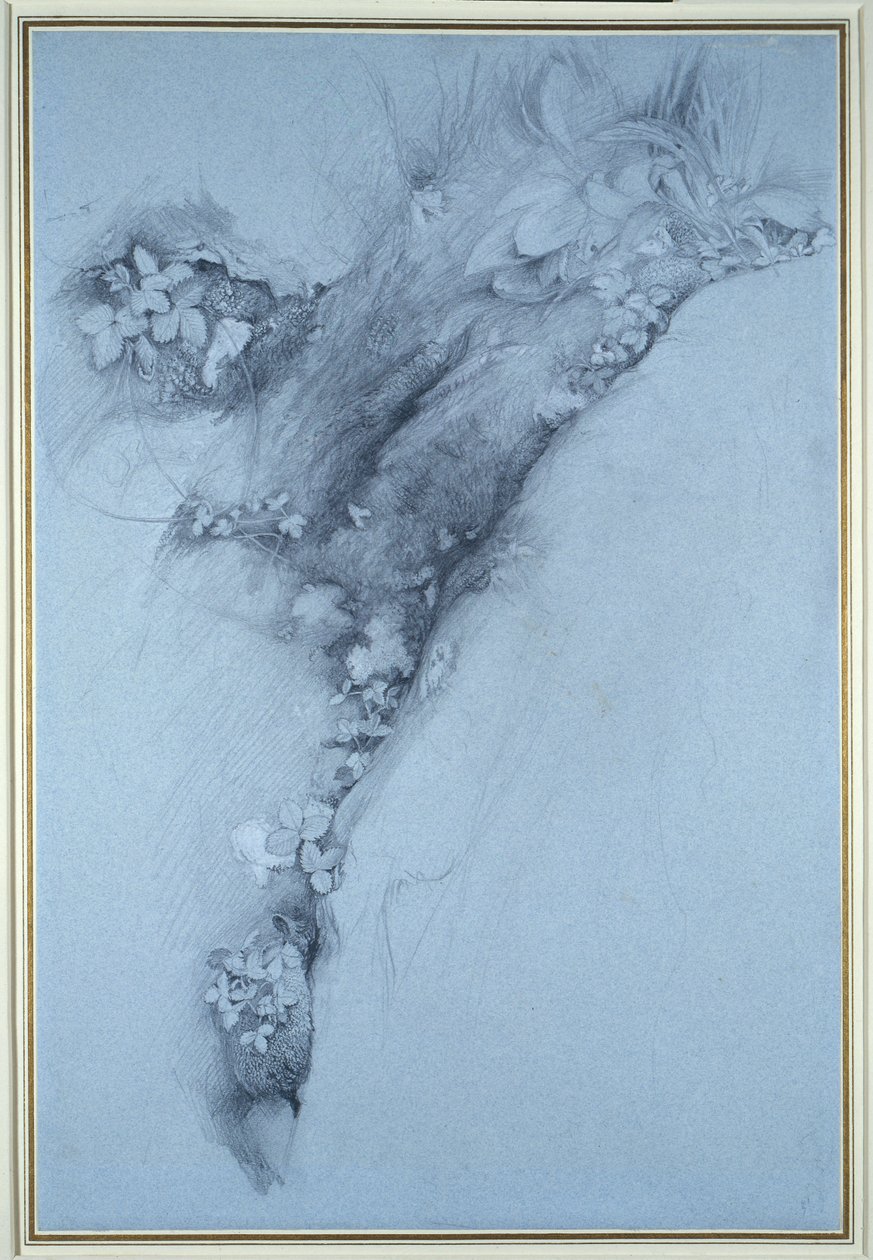 Mossa och vildsmultron av John Ruskin