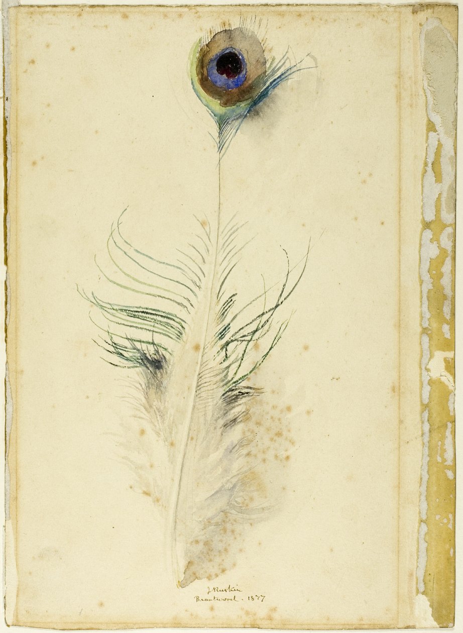 Påfågel fjäder av John Ruskin