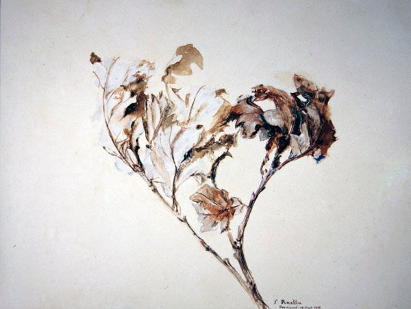 Studie av eklöv av John Ruskin