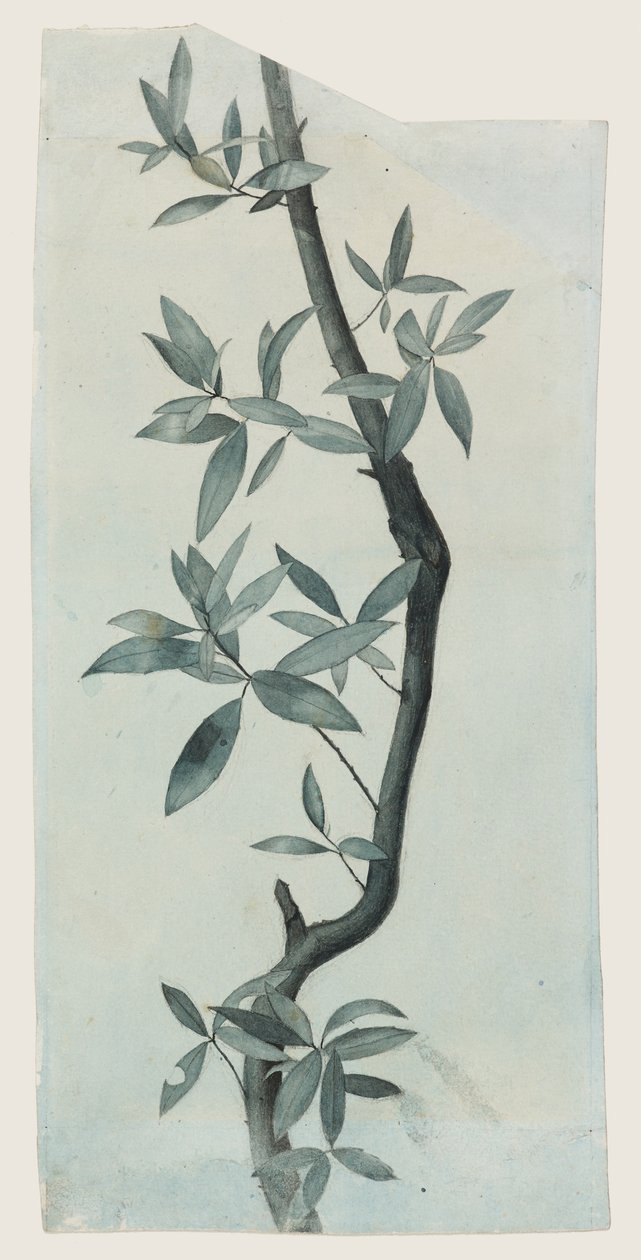 Study of Willow Leaves, c.1857 (penna och akvarell på papper) av John Ruskin
