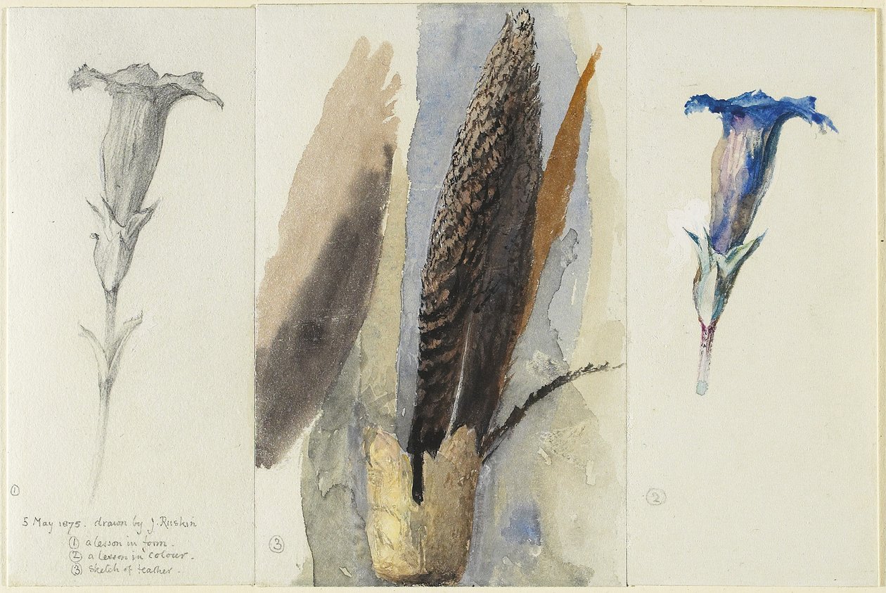 Studie av en fjäder, flankerad av två studier av en Gentian, 1875 (wc över grafit, förhöjd och korrigerad med ogenomskinligt vitt på vävt papper) av John Ruskin