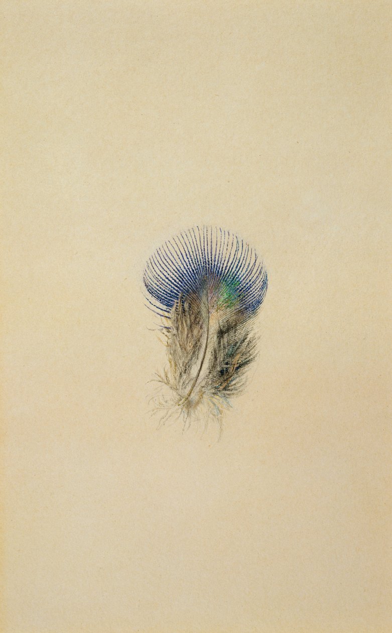 Studie av en påfågelfjäder, 1873 av John Ruskin