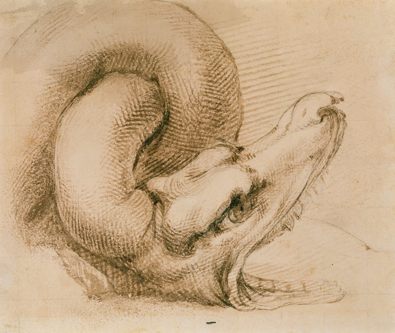Studie av ett drakhuvud efter Michelangelo (bläck på papper) av John Ruskin