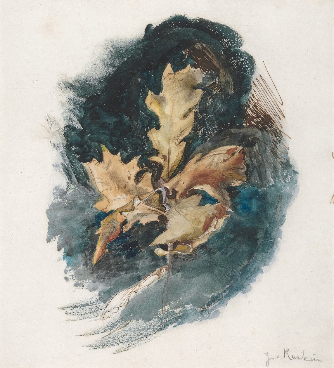 Studie av ett ekblad av John Ruskin