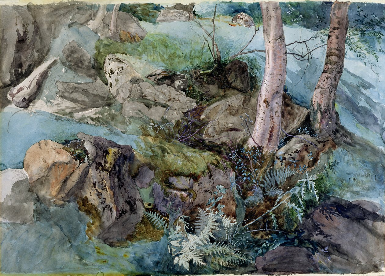 Studie av stenar och ormbunkar i en skog i Crossmount, Perthshire, 1843 (wc på papper) av John Ruskin