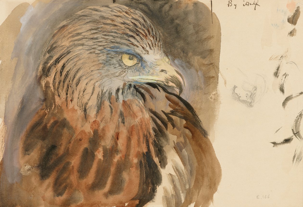 The Head of a Kite, from Life, 30 augusti-1 september 1870 (akvarell och kroppsfärg över grafit på ljusbrunt vävt papper) av John Ruskin