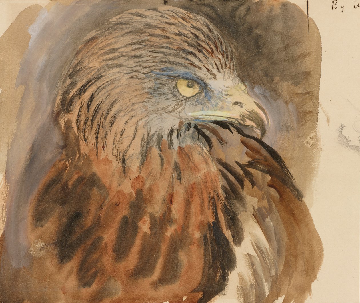 The Head of a Kite, from Life, 30 augusti-1 september 1870 (akvarell och kroppsfärg över grafit på ljusbrunt vävt papper) av John Ruskin
