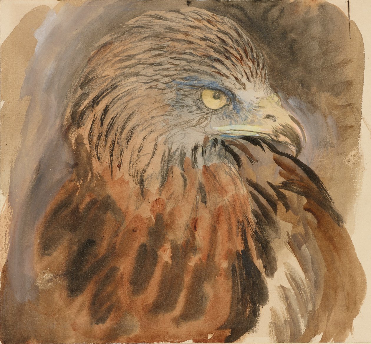 The Head of a Kite, från Life, 30 augusti - 1 september 1870. av John Ruskin