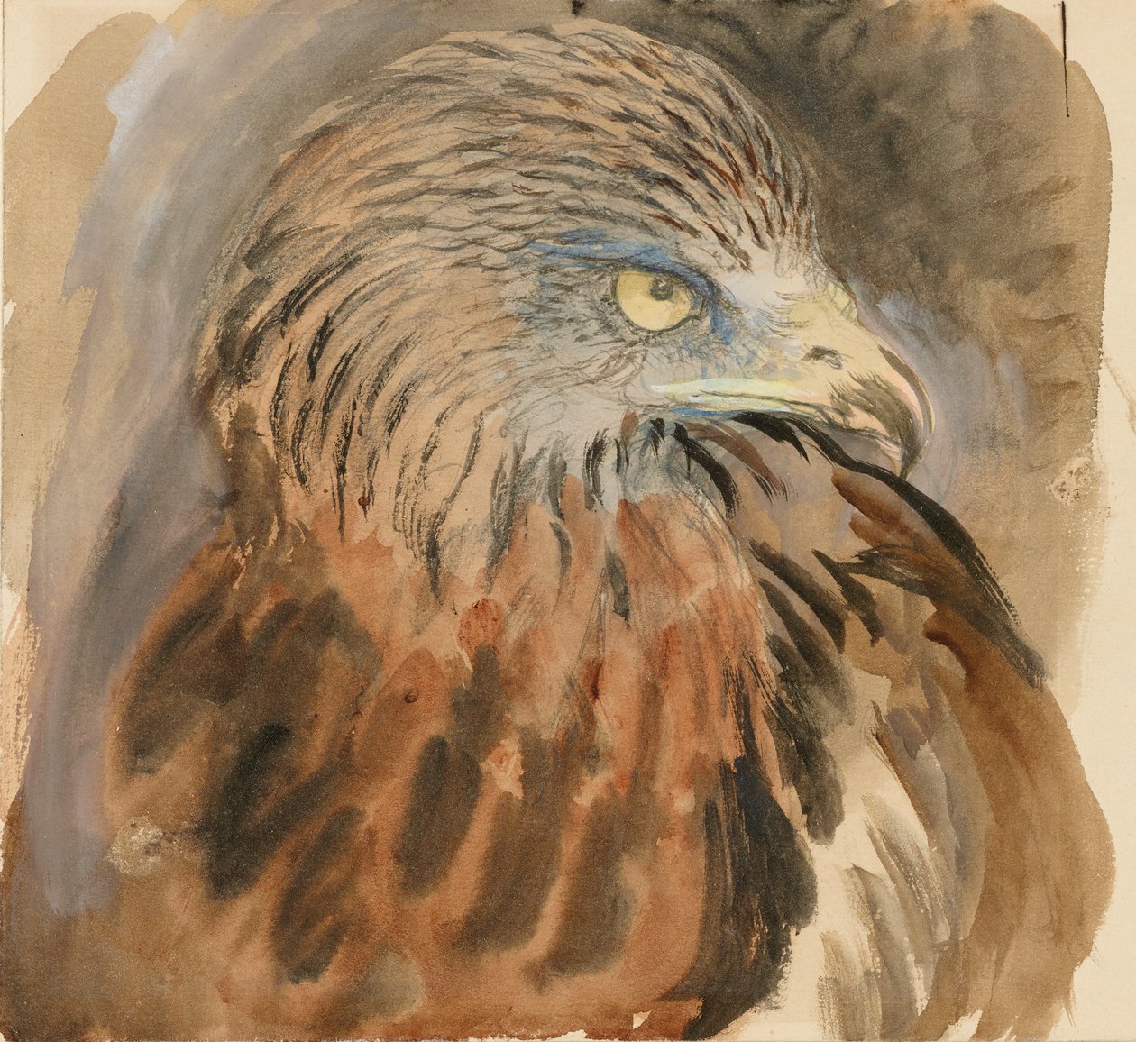 The Head of a Kite, från Life, 30 augusti - 1 september 1870. av John Ruskin