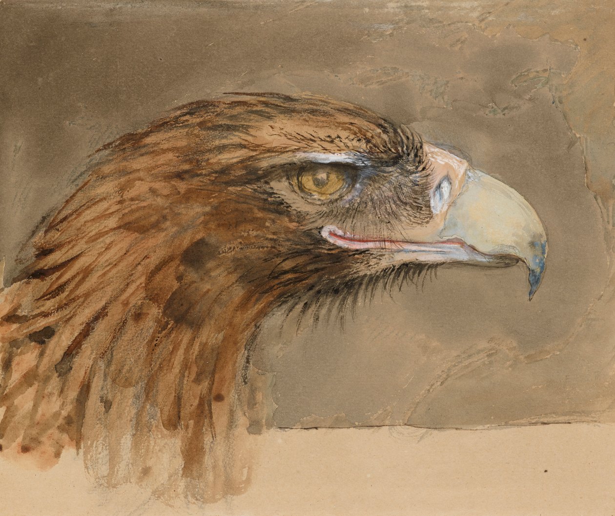 The Head of a Common Golden Eagle, från Life, 8-11 september 1870 av John Ruskin