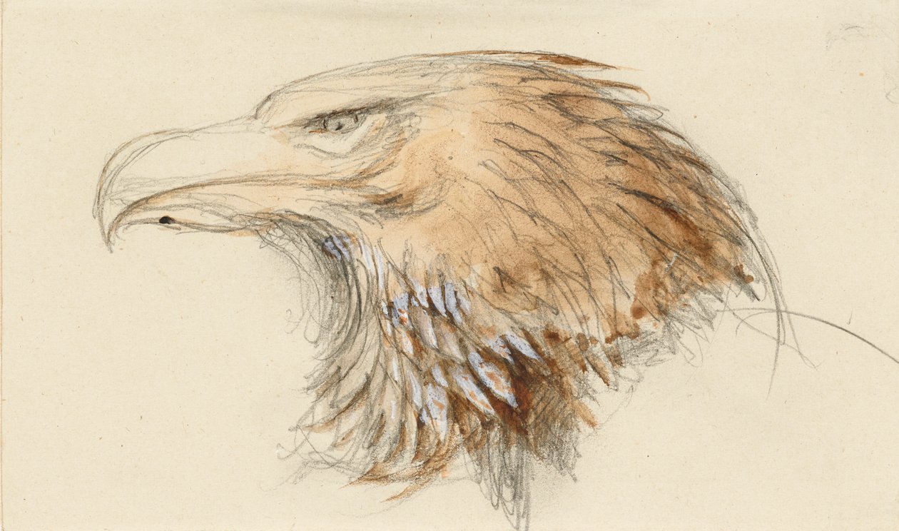 The Head of a Common Golden Eagle, från Life, 8-11 september 1870. av John Ruskin