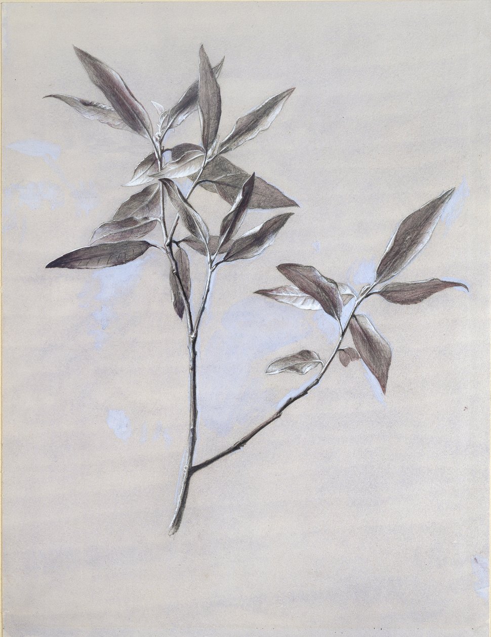 Under ytan av en torkad spray av oliv, samlad i Verona, efter 1878 av John Ruskin