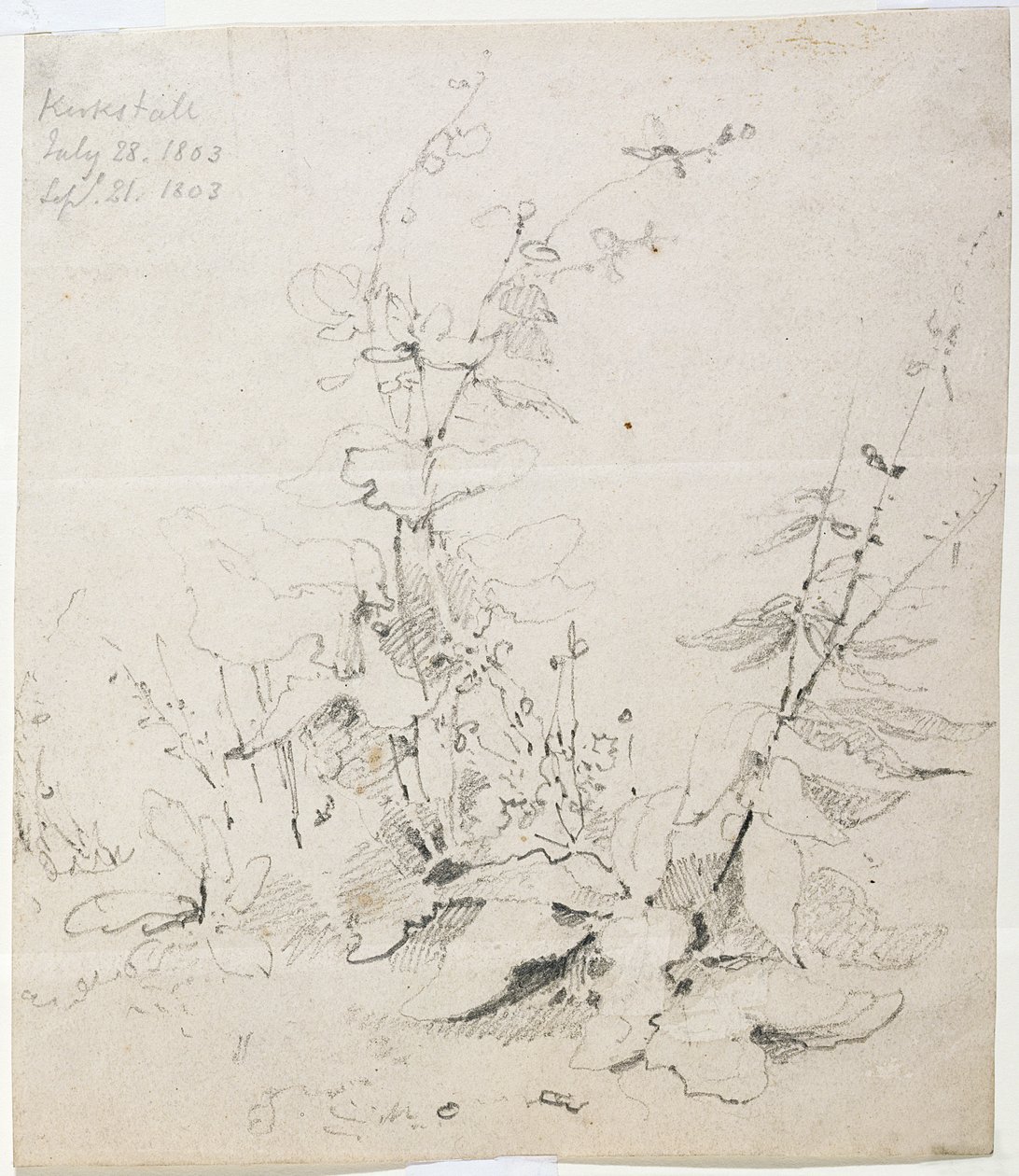 Study of Weeds, Kirkstall av John Sell Cotman
