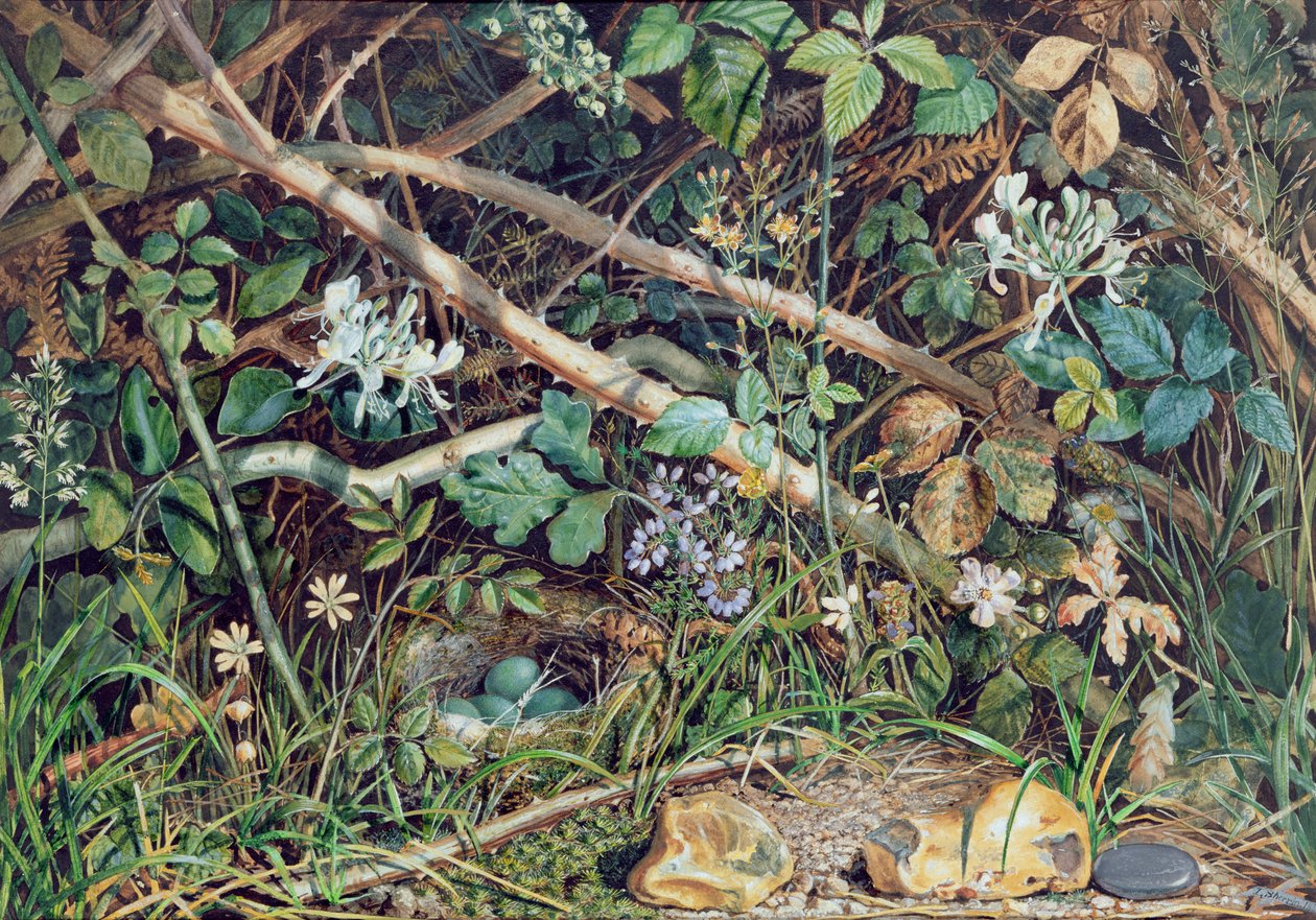 Ett fågelbo bland brambles, kaprifol och undervegetation, 1858 av John Sherrin