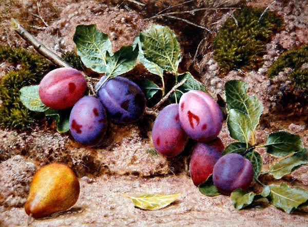 Stilleben med plommon och ett päron på en mossig bank, ca 1855 (akvarell & kroppsfärg på papper) av John Sherrin