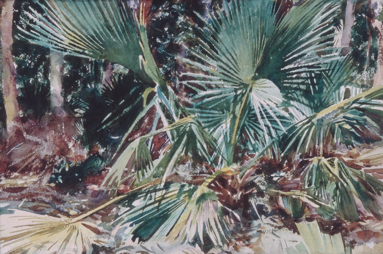 Palmettos, 1917 (wc, grafit och vaxkrita på vitt vävt papper) av John Singer Sargent