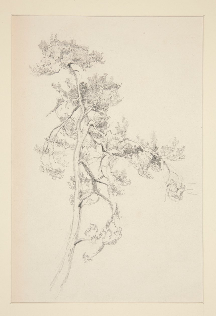 Träd och lövverk av John Singer Sargent