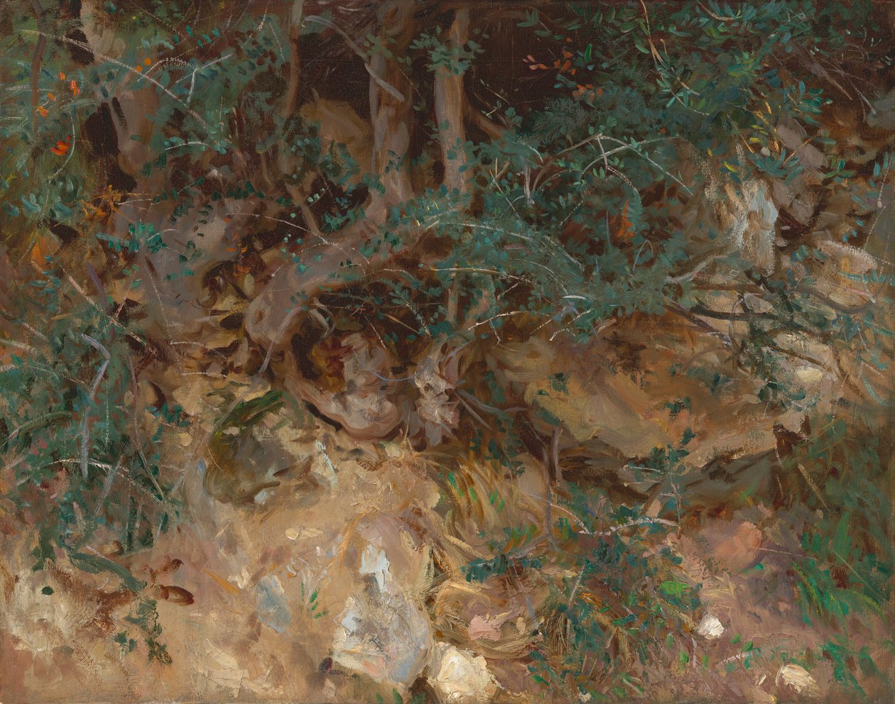 Vilda olivträdsrötter, Valldemosa, Mallorca av John Singer Sargent