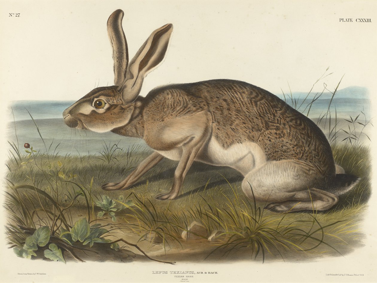 Texian Hare, 1848 (handfärgad litografi på vävt papper) av John T. Bowen