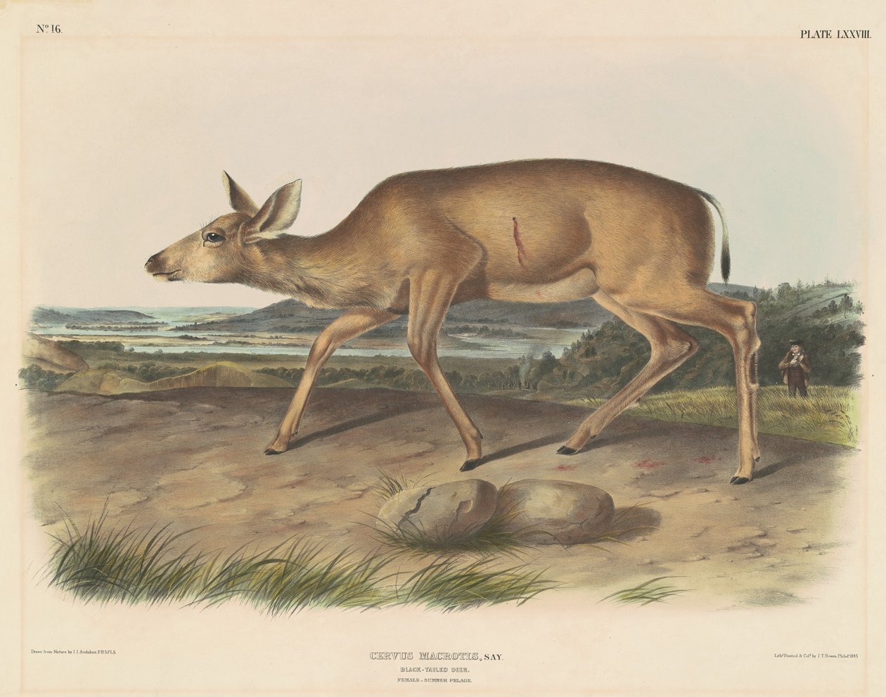 Svartsvansad rådjur av John T. Bowen, after John James Audubon